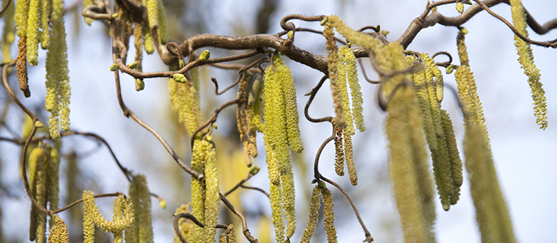 Heuschnupfen und Arbeitsunfähigkeit